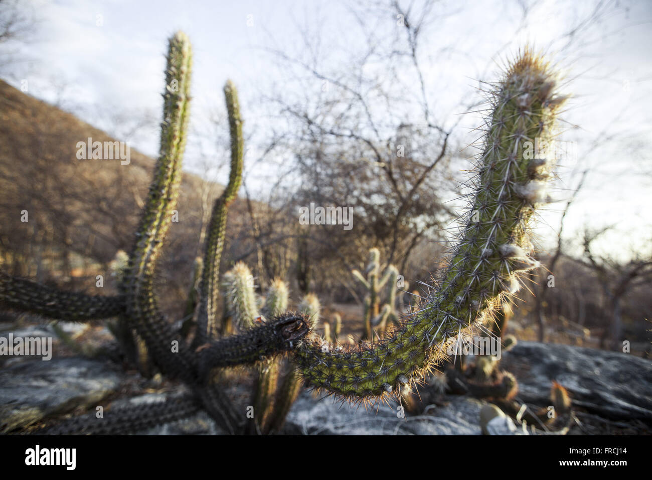 Xiquexique - characteristic cactus scrub - Pilosocereus gounellei Stock Photo