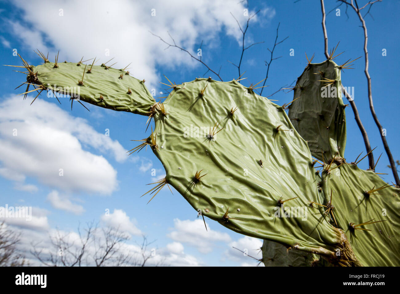 The Tide Chaser Coastal Shrubs Trees With Compound Leaves In