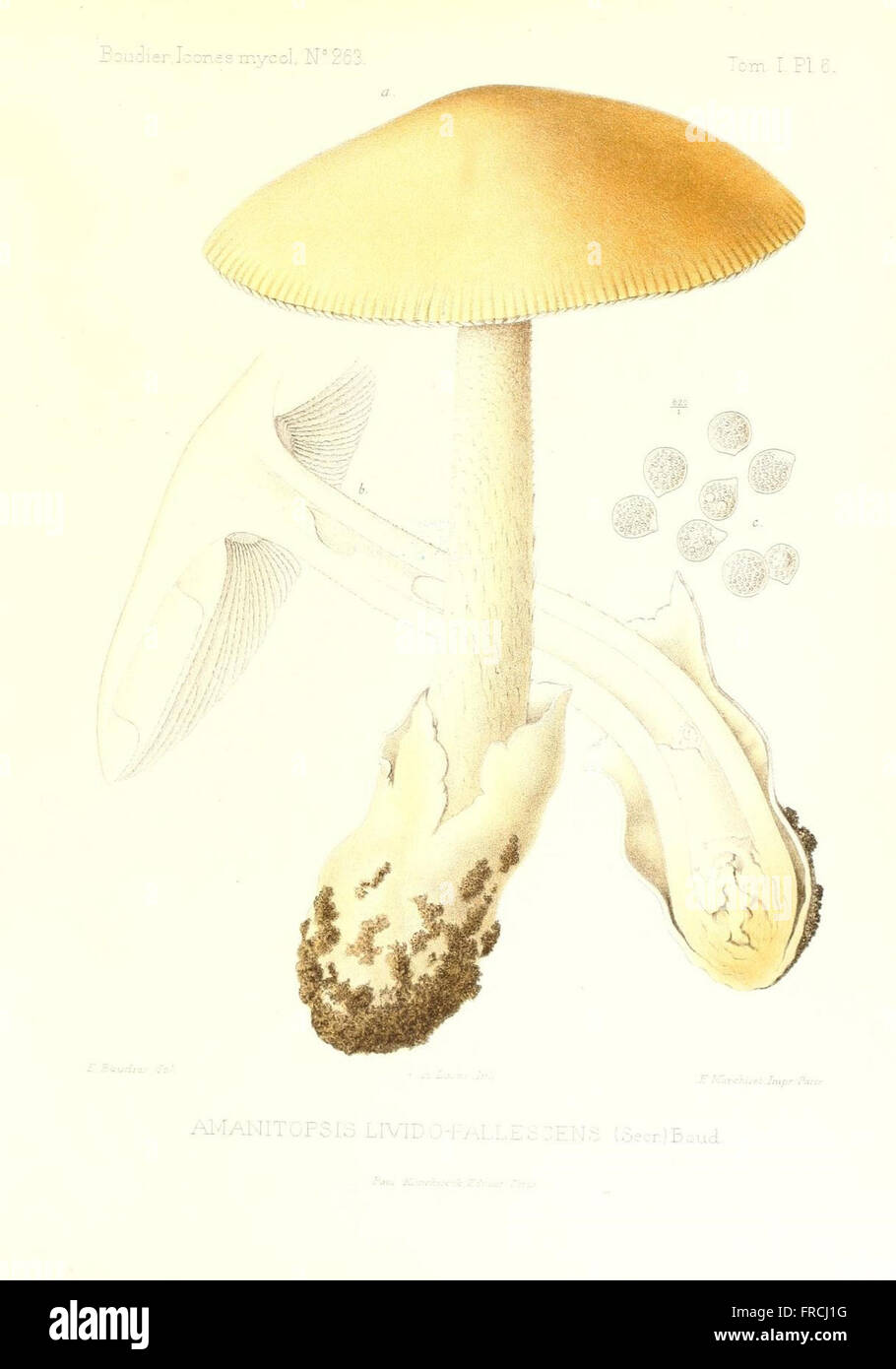 Icones mycologicC3A6, ou Iconographie des champignons de France principalement Discomycetes (Pl. 6) Stock Photo