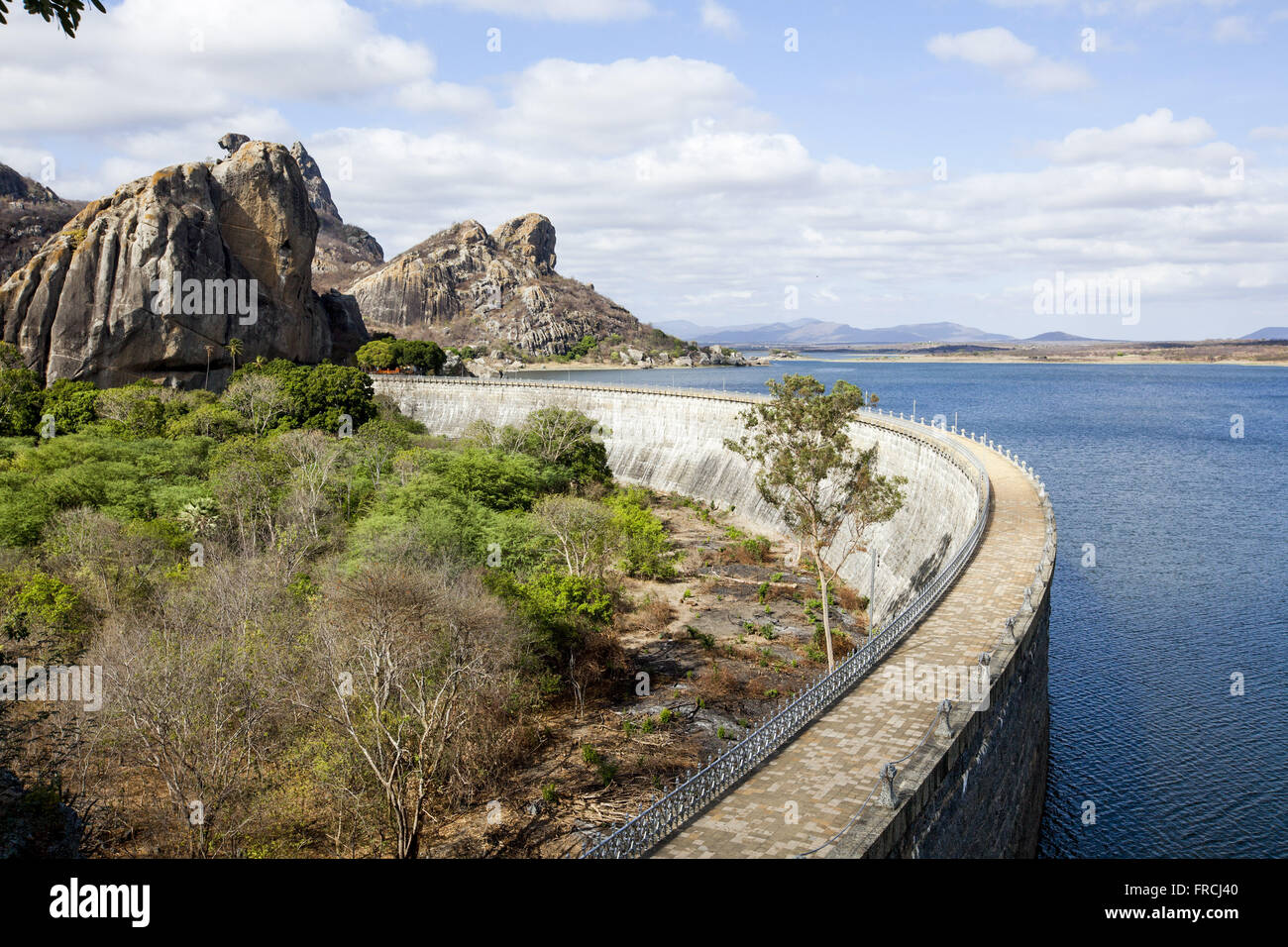 Acude Cedar Stock Photo