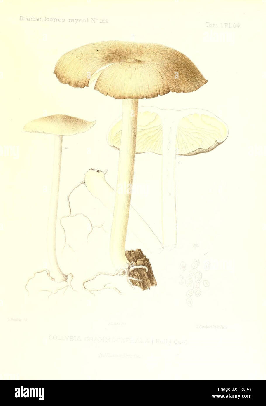 Icones mycologicC3A6, ou Iconographie des champignons de France principalement Discomycetes (Pl. 64) Stock Photo