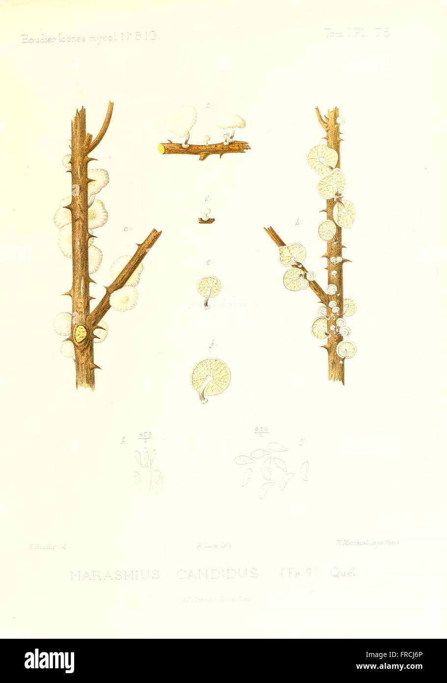 Icones mycologicC3A6, ou Iconographie des champignons de France principalement Discomycetes (Pl. 75) Stock Photo