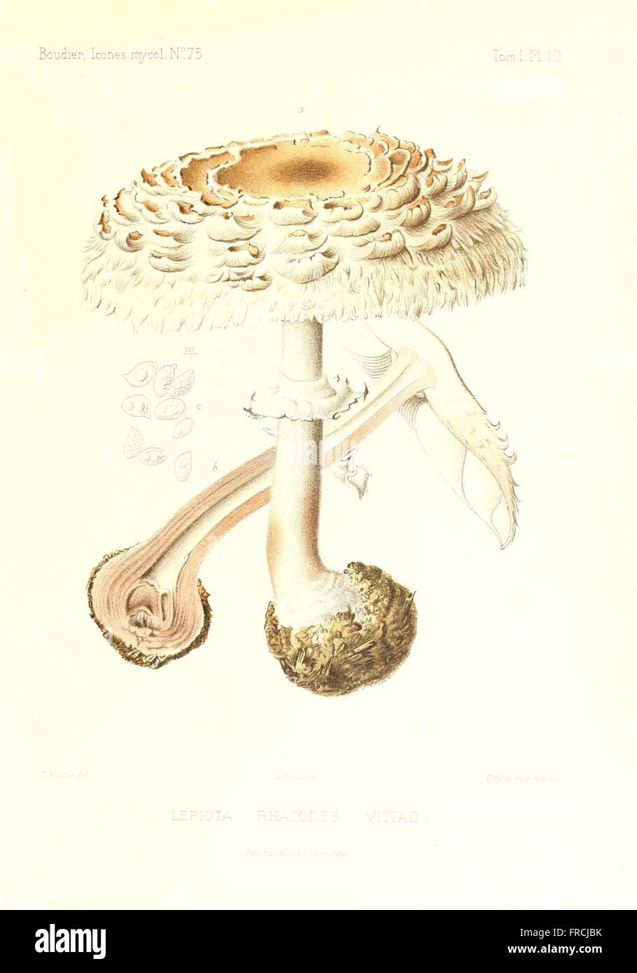 Icones mycologicC3A6, ou Iconographie des champignons de France principalement Discomycetes (Pl. 10) Stock Photo