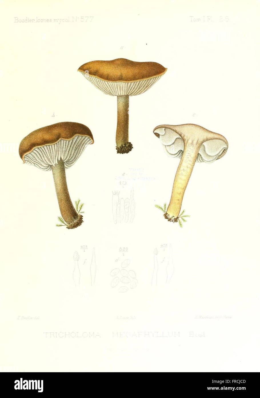Icones mycologicC3A6, ou Iconographie des champignons de France principalement Discomycetes (Pl. 28) Stock Photo