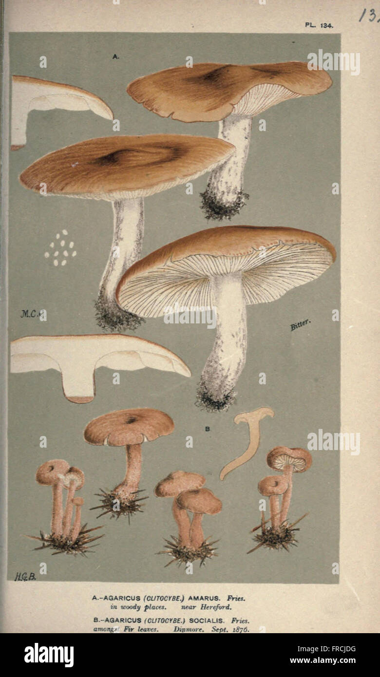 Illustrations of British Fungi (Hymenomycetes), to serve as an atlas to the  Handbook of British Fungi  (Pl. 132) Stock Photo