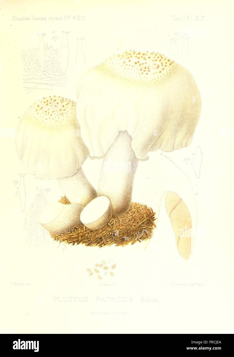 Icones mycologicC3A6, ou Iconographie des champignons de France principalement Discomycetes (Pl. 87) Stock Photo