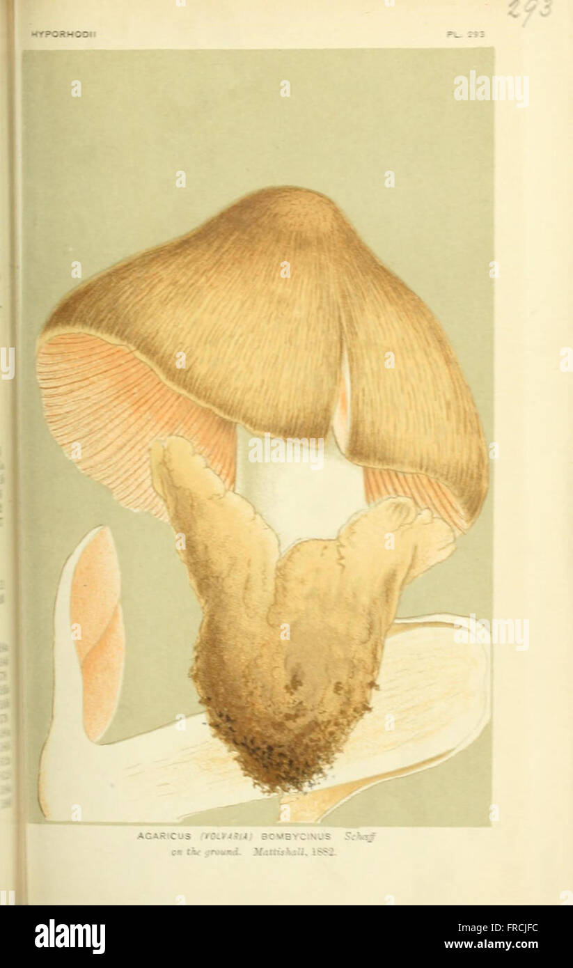 Illustrations of British Fungi (Hymenomycetes), to serve as an atlas to the  Handbook of British Fungi  (Pl. 293) Stock Photo