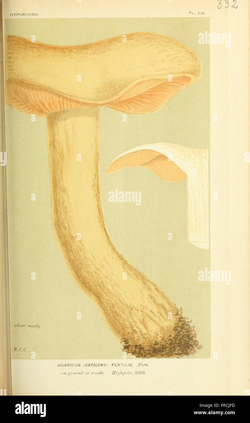 Illustrations of British Fungi (Hymenomycetes), to serve as an atlas to the  Handbook of British Fungi  (Pl. 332) Stock Photo