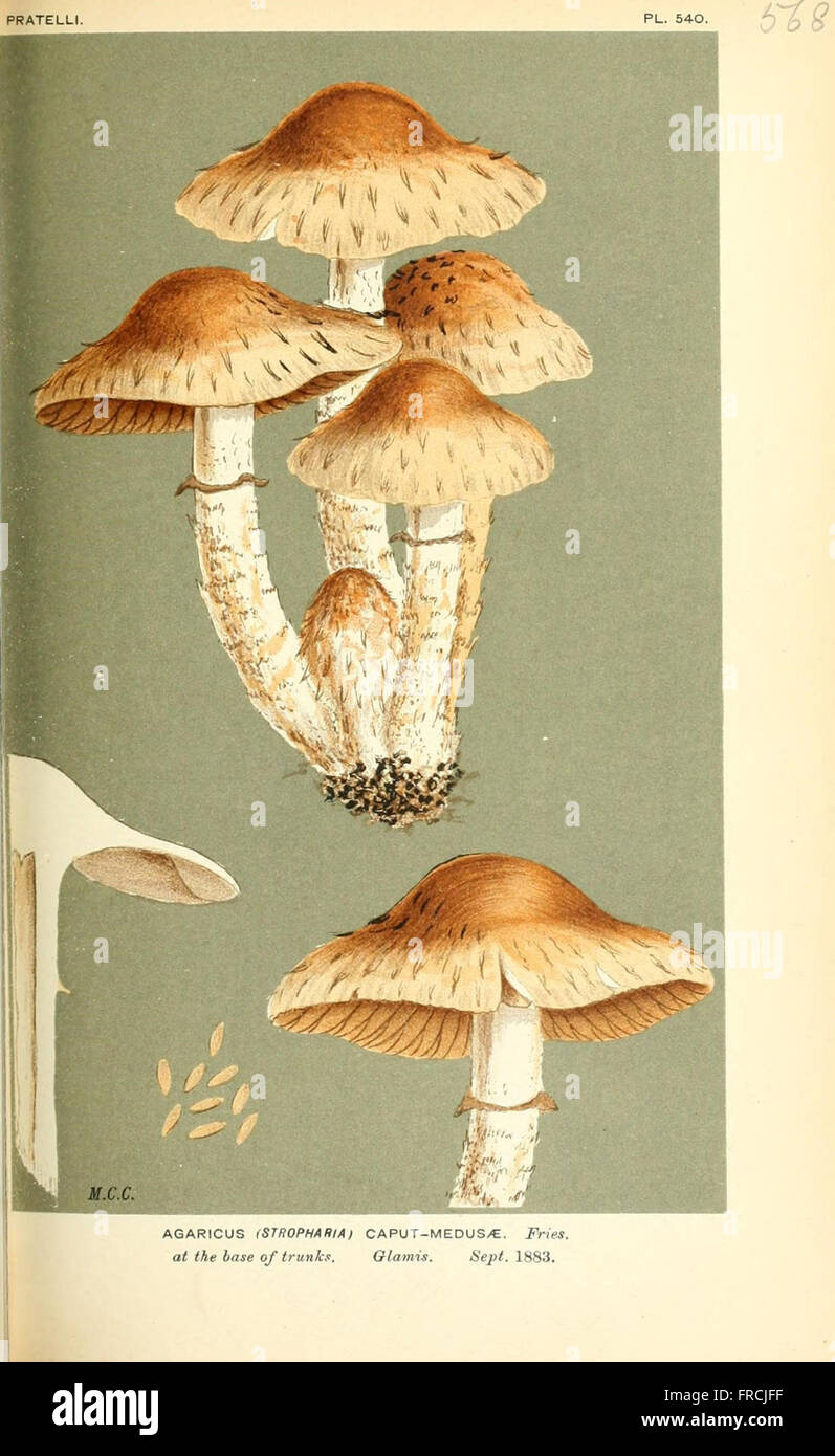 Illustrations of British Fungi (Hymenomycetes), to serve as an atlas to the  Handbook of British Fungi  (Pl. 568) Stock Photo