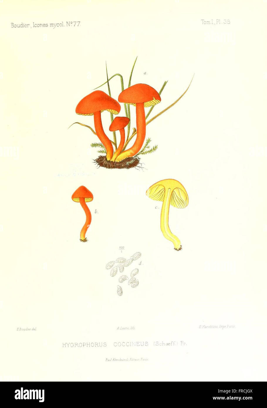Icones mycologicC3A6, ou Iconographie des champignons de France principalement Discomycetes (Pl. 38) Stock Photo