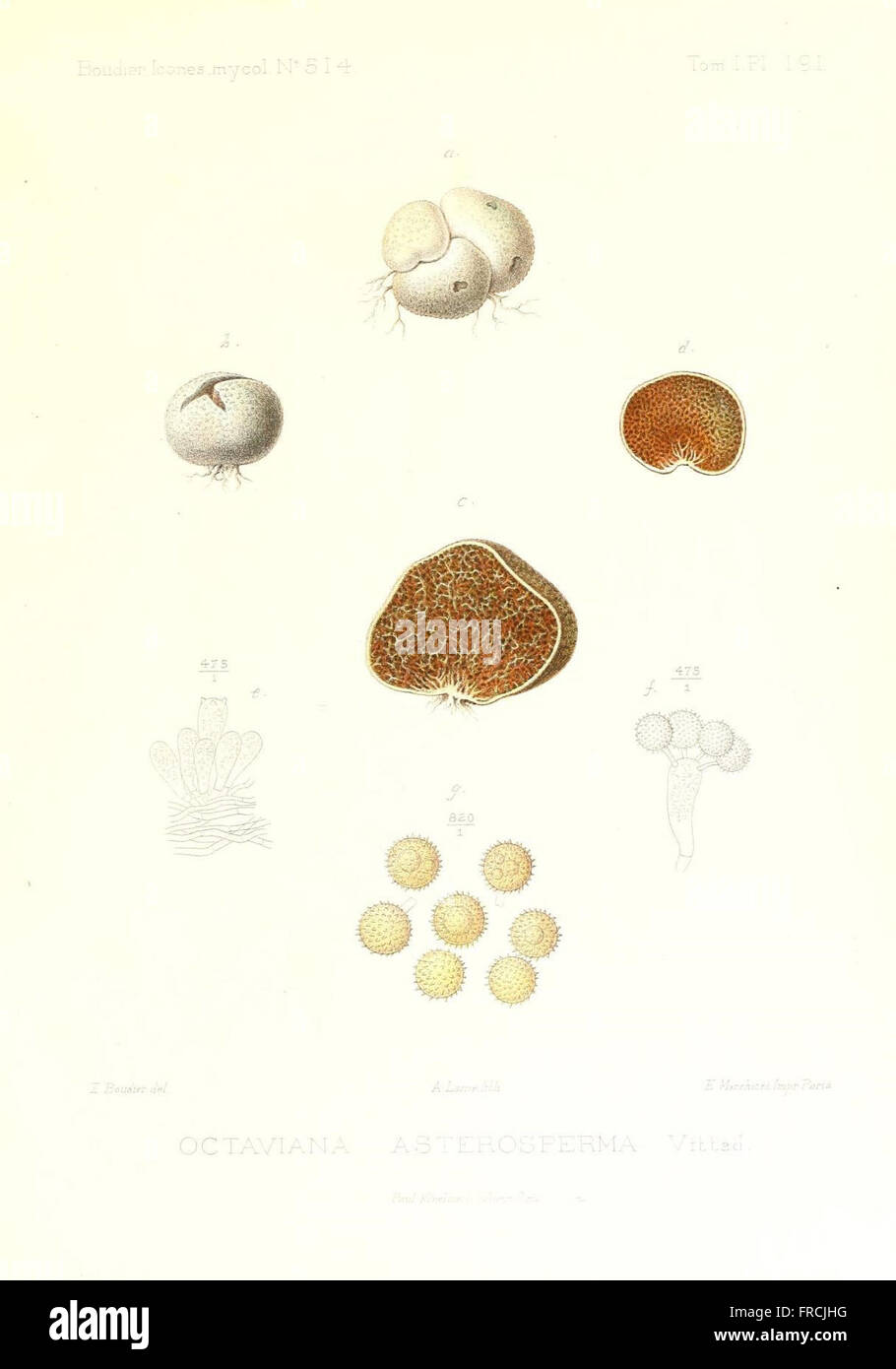 Icones mycologicC3A6, ou Iconographie des champignons de France principalement Discomycetes (Pl. 191) Stock Photo