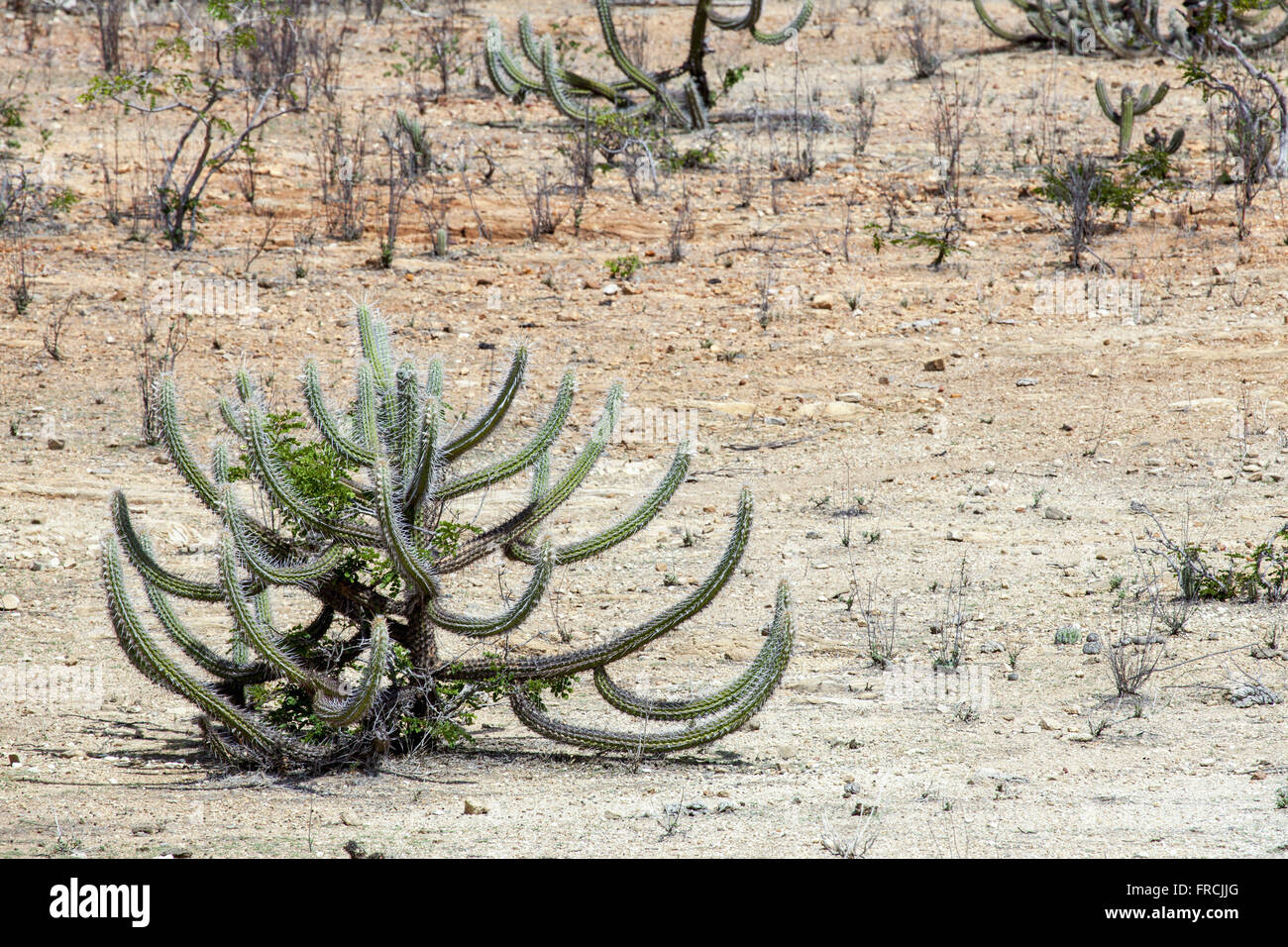 Cactus xique-xique in the bush - region of the Pajeú Brushland Stock Photo