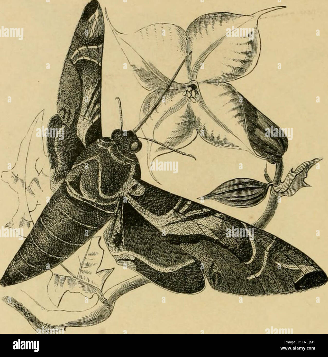 Insects abroad - being a popular account of foreign insects, their ...