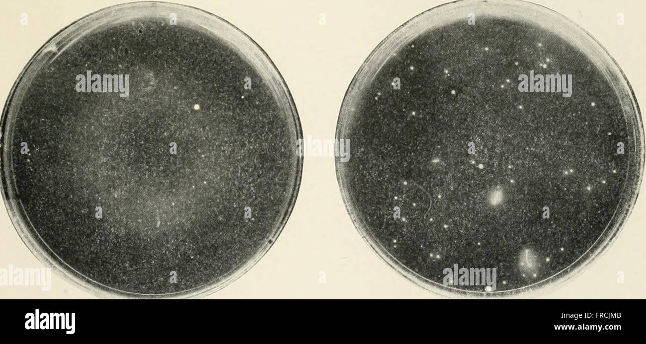 Journal of bacteriology (1916 Stock Photo Alamy