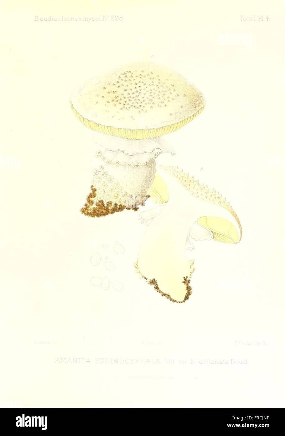 Icones mycologicC3A6, ou Iconographie des champignons de France principalement Discomycetes (Pl. 4) Stock Photo