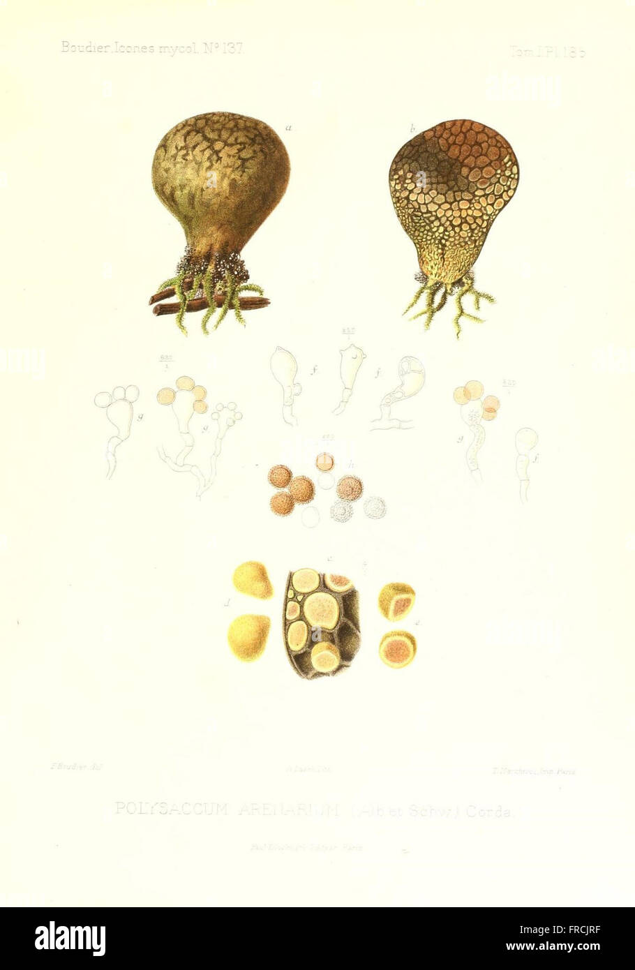 Icones mycologicC3A6, ou Iconographie des champignons de France principalement Discomycetes (Pl. 185) Stock Photo