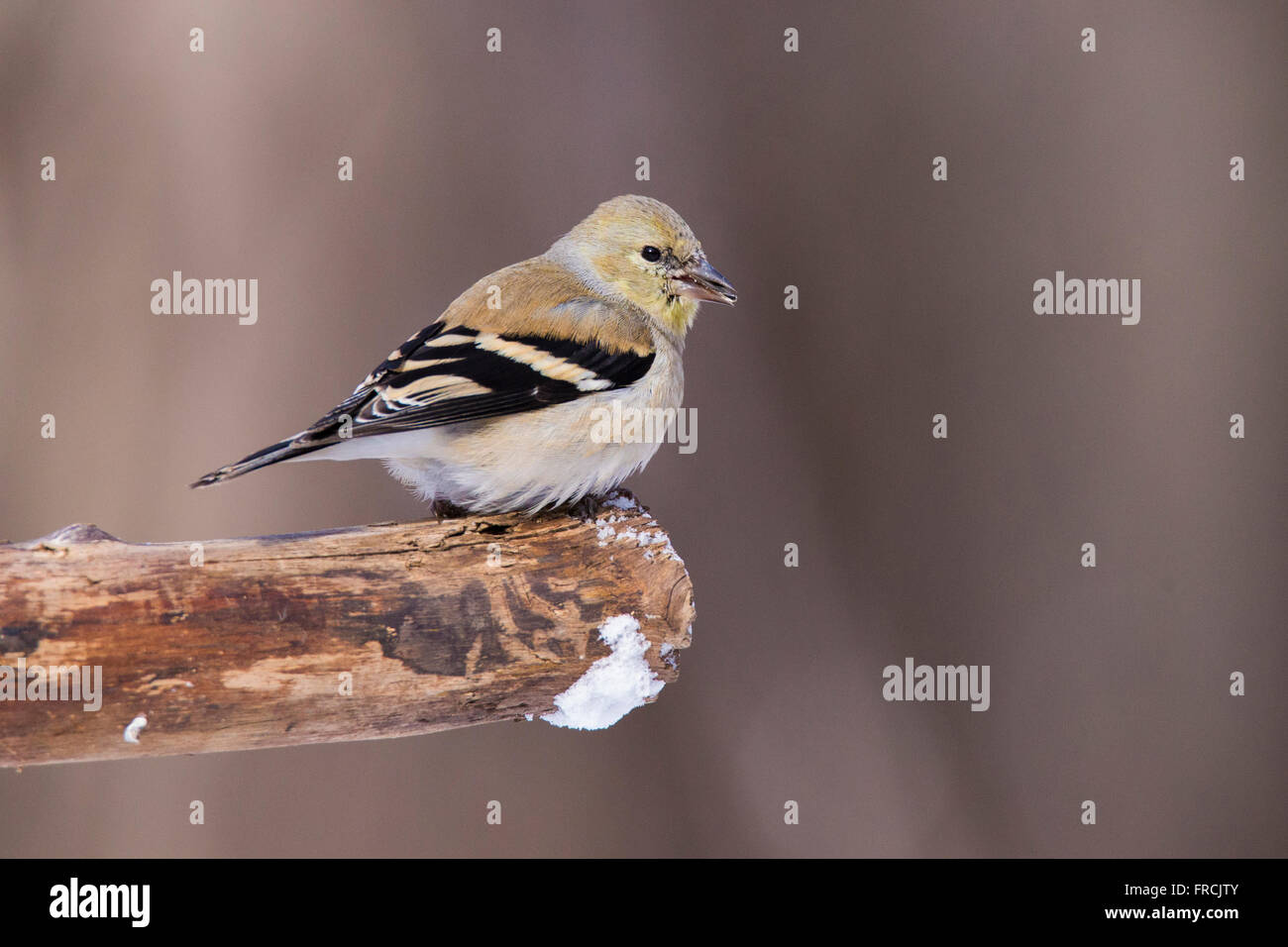 American Goldfinch (Carduelis tristis) in winter. Stock Photo