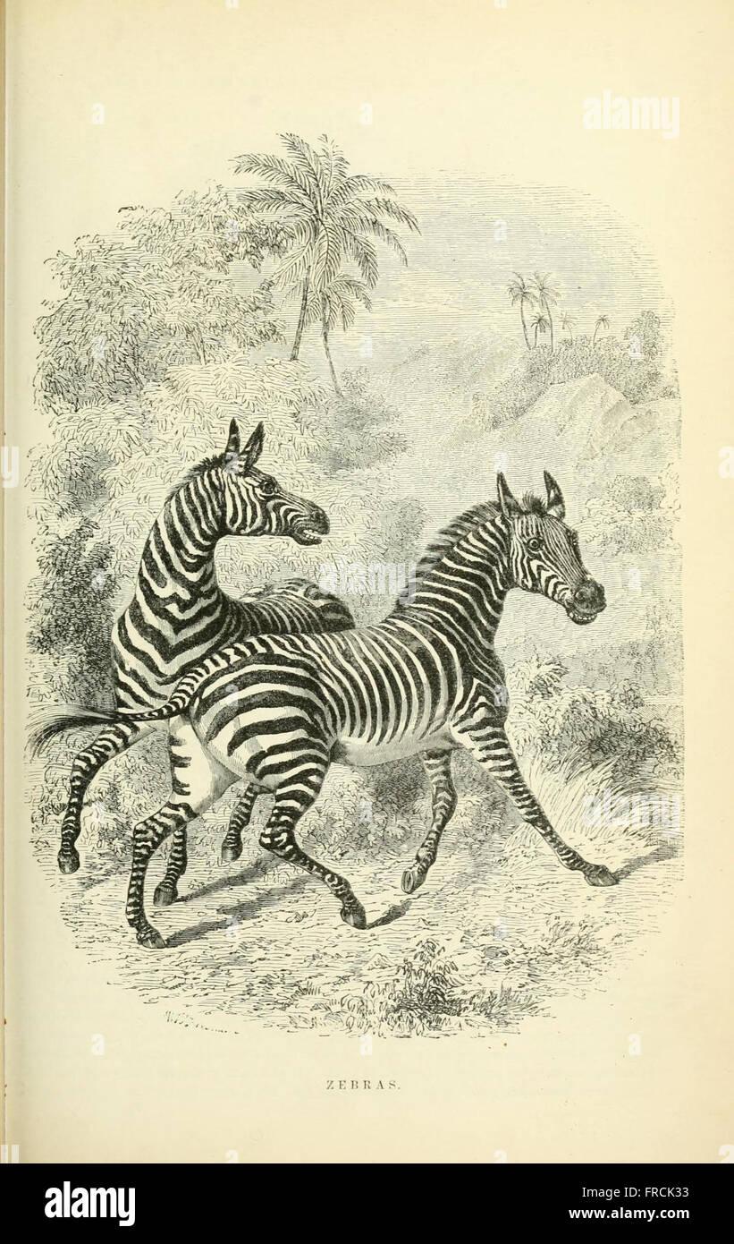 Illustrated natural history of the animal kingdom, being a systematic and popular description of the habits, structure, and classification of animals from the highest to the lowest forms, with their (Pl. 15) Stock Photo