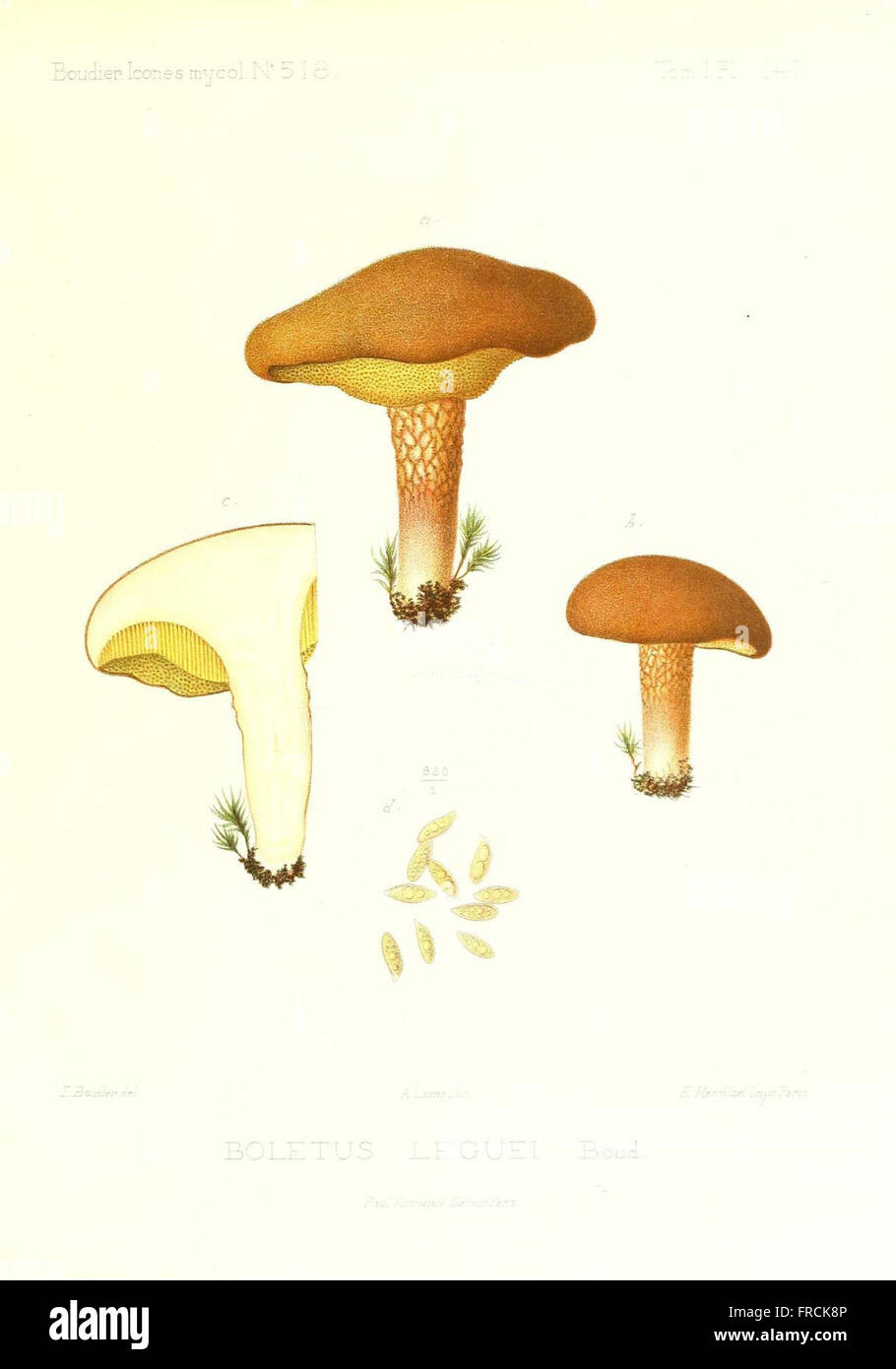 Icones mycologicC3A6, ou Iconographie des champignons de France principalement Discomycetes (Pl. 141) Stock Photo