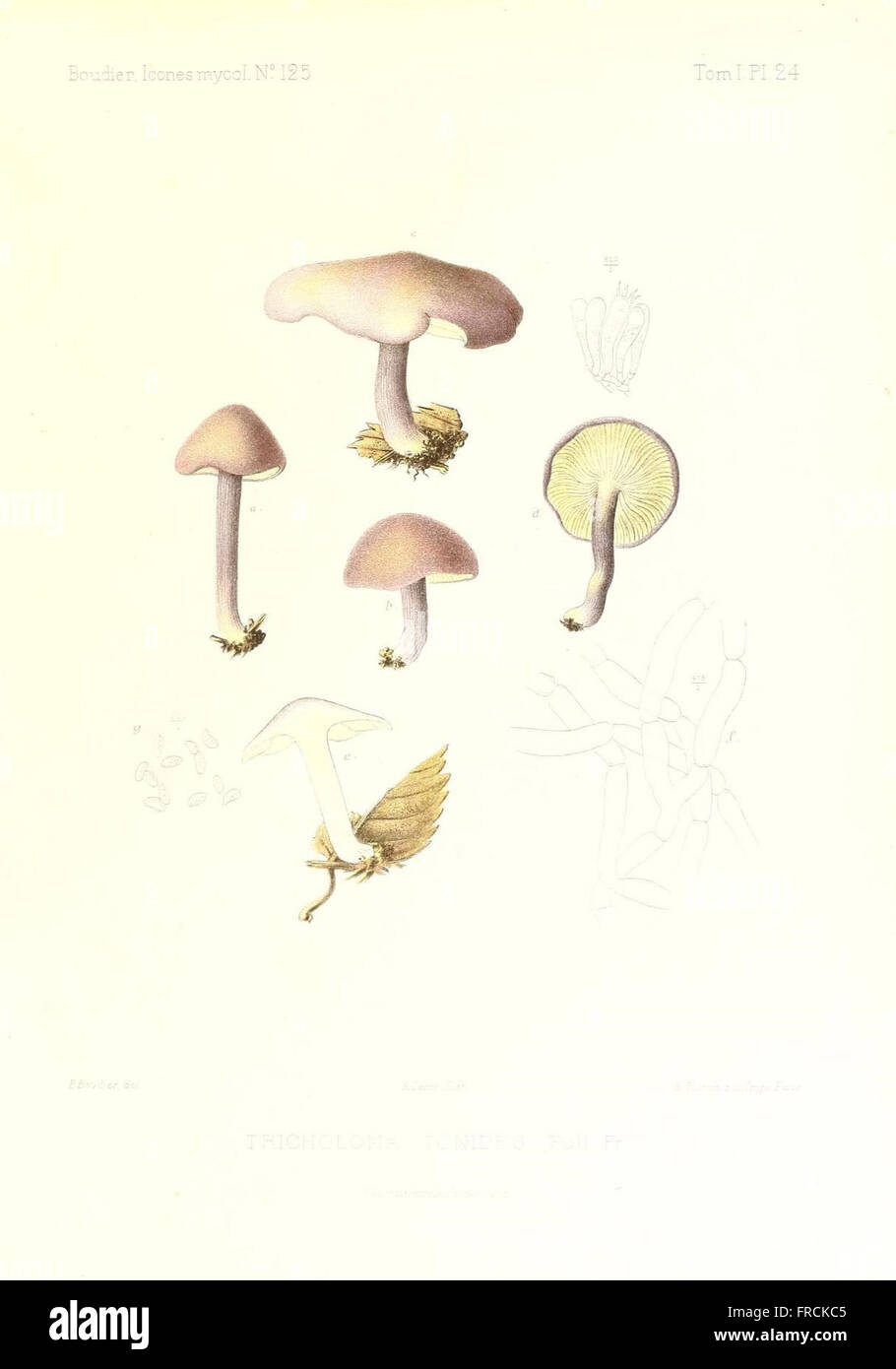 Icones mycologicC3A6, ou Iconographie des champignons de France principalement Discomycetes (Pl. 24) Stock Photo