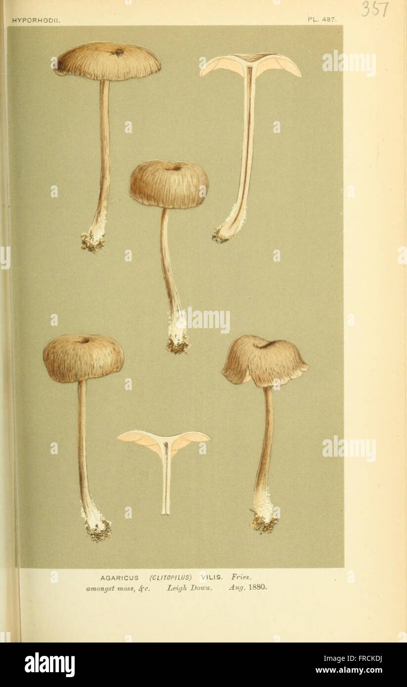 Illustrations of British Fungi (Hymenomycetes), to serve as an atlas to the  Handbook of British Fungi  (Pl. 351) Stock Photo
