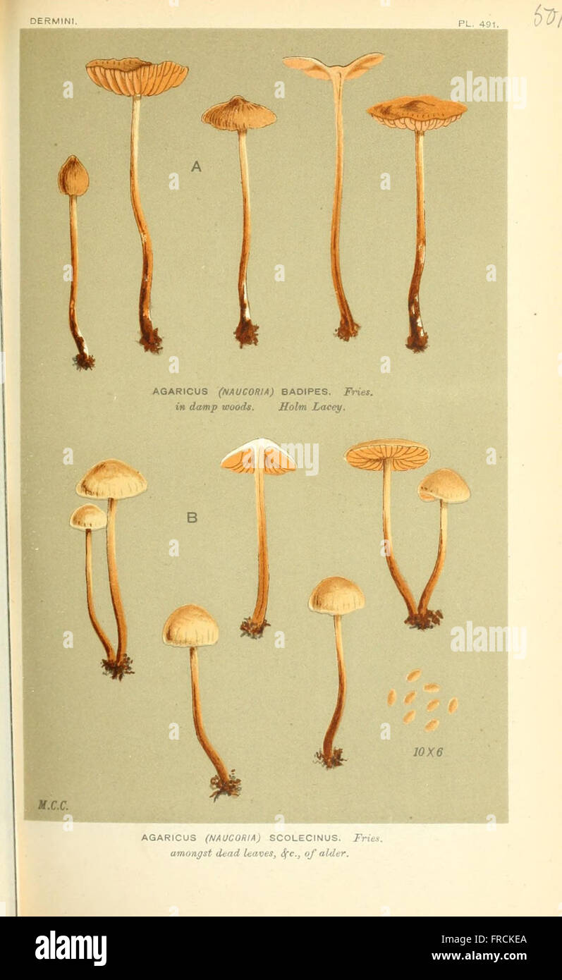 Illustrations of British Fungi (Hymenomycetes), to serve as an atlas to the  Handbook of British Fungi  (Pl. 501) Stock Photo