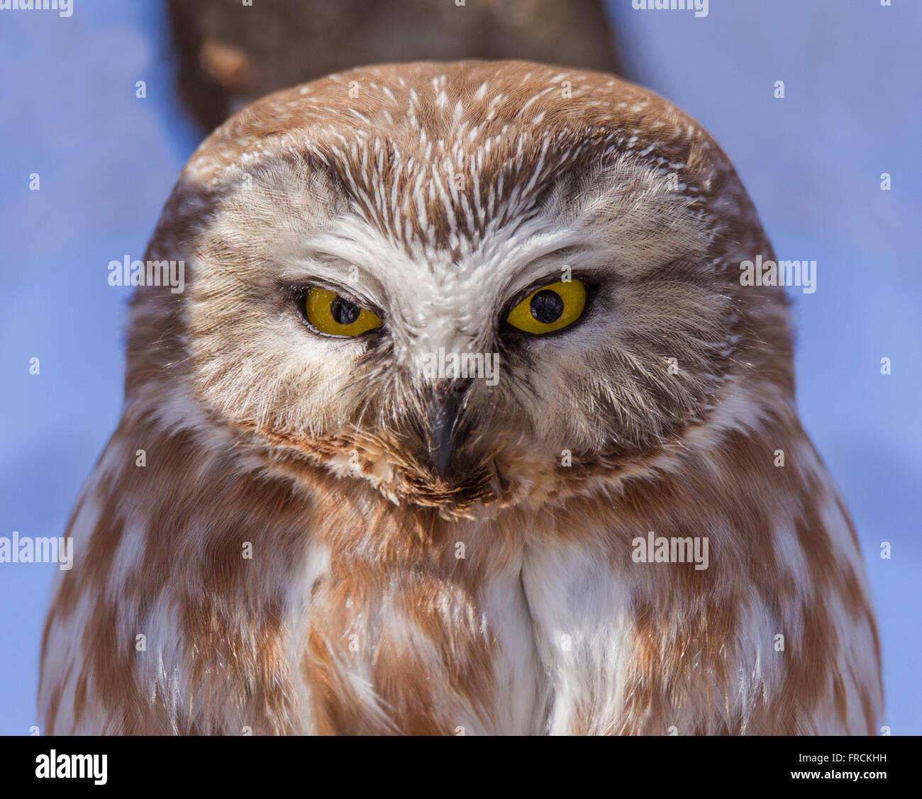 Saw whet owl mouse hires stock photography and images Alamy