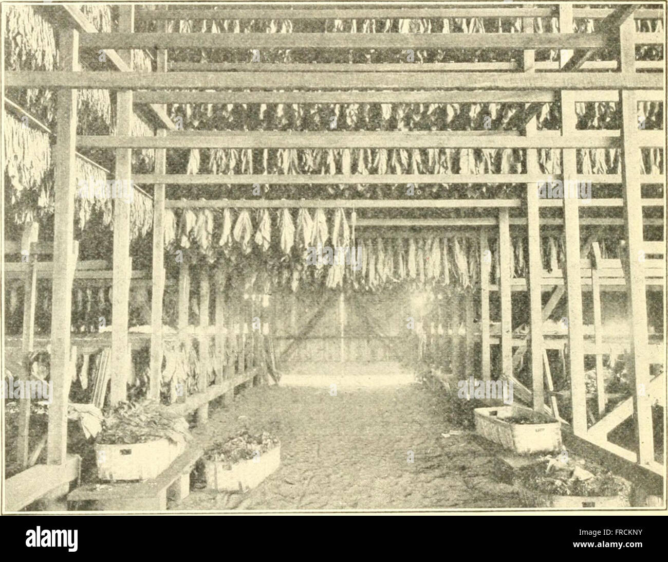principles-and-practical-methods-of-curing-tobacco-1909-stock-photo