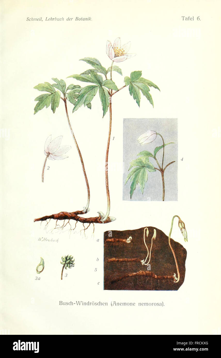 This German botanical textbook offers detailed illustrations and ...