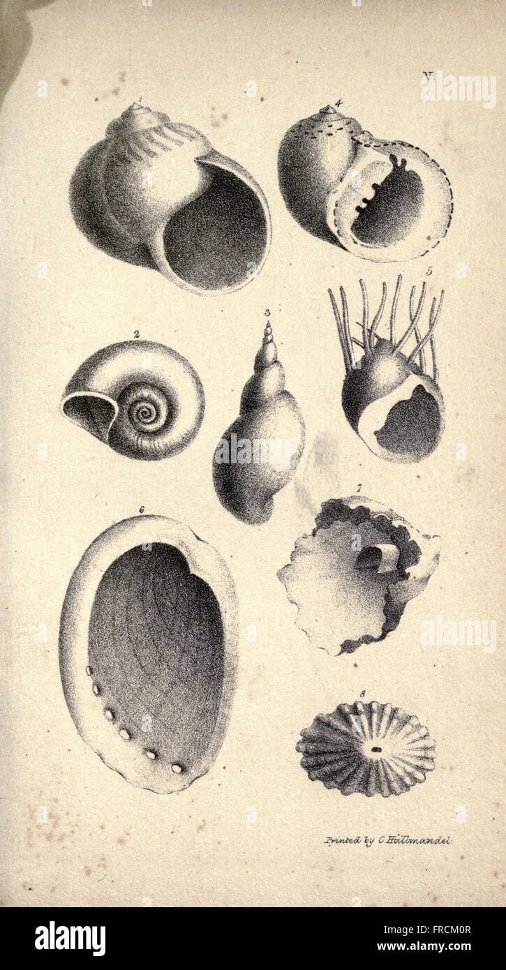 'Lessons on Shells' is a detailed guide to the study of mollusks and ...