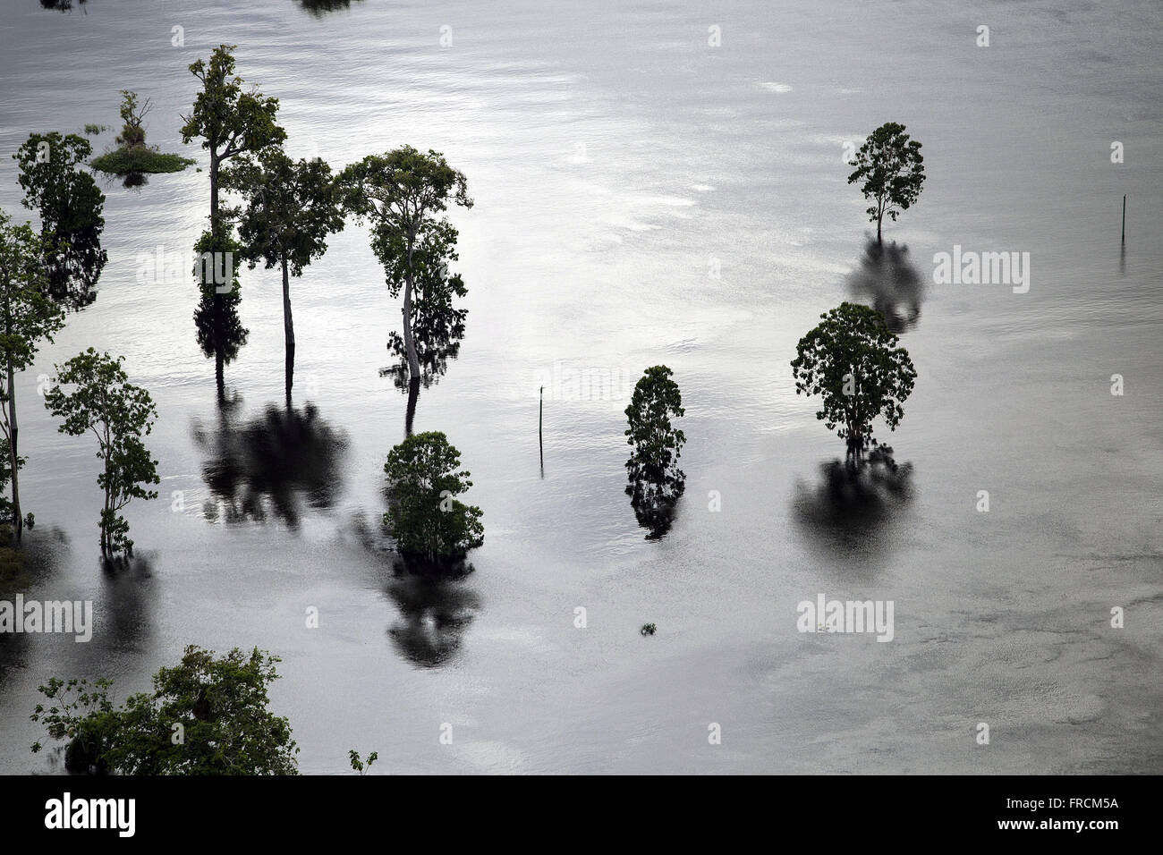 Vista aérea de árvores alagadas durante a cheia do Rio Amazonas Stock Photo