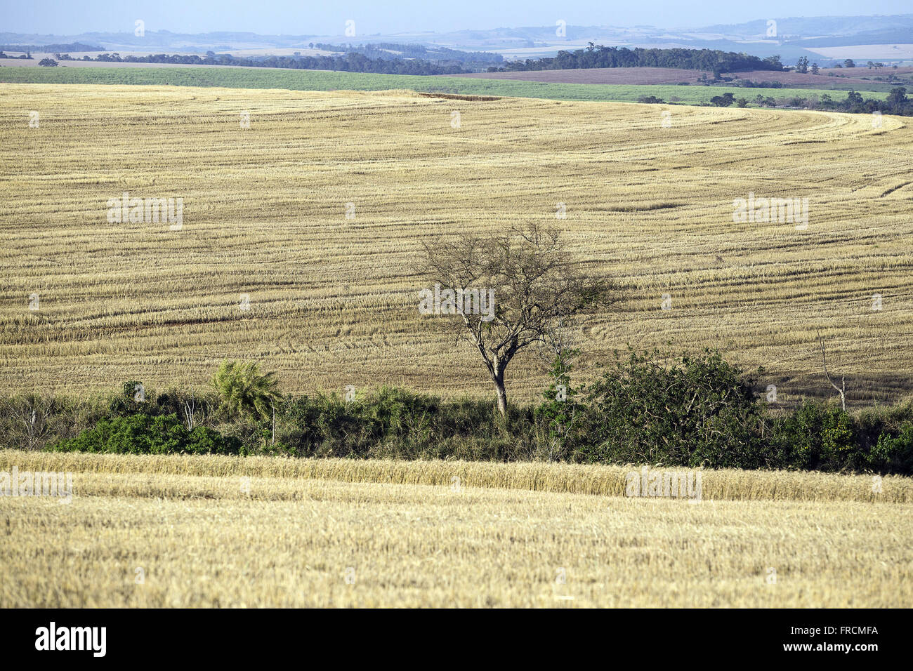 Plantação de trigo em ponto de colheita Stock Photo - Alamy