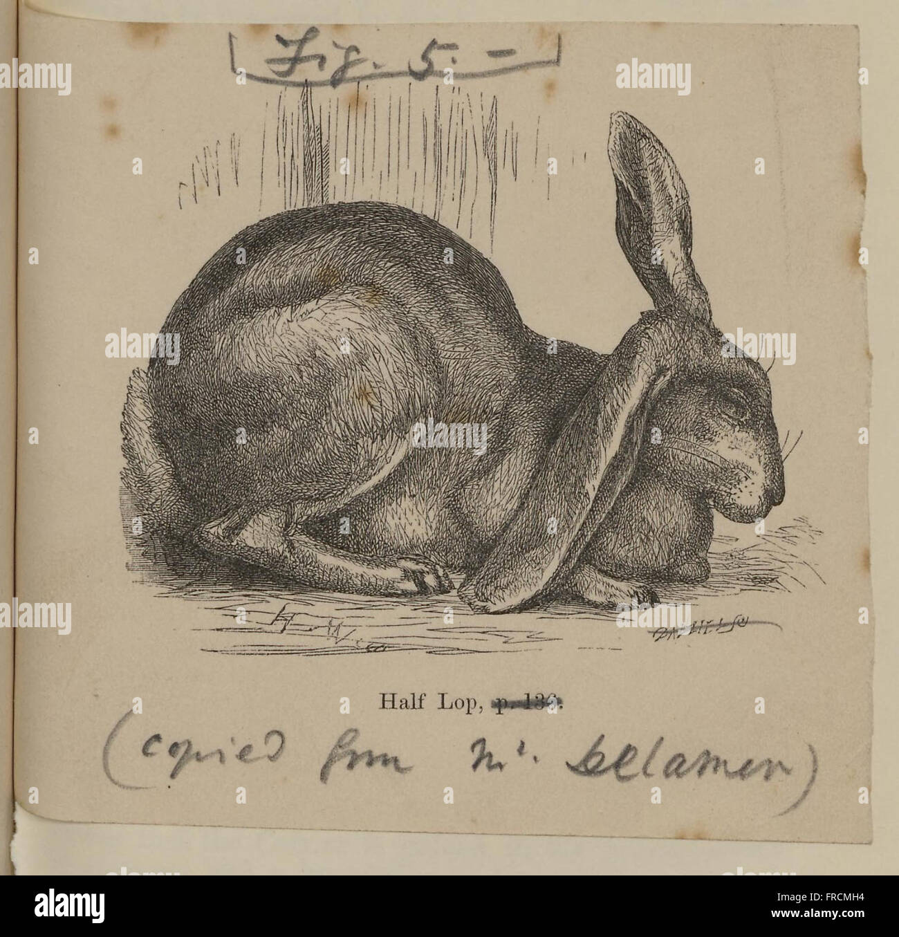 Pigeons and rabbits in their wild, domestic and captive states (Plate 7