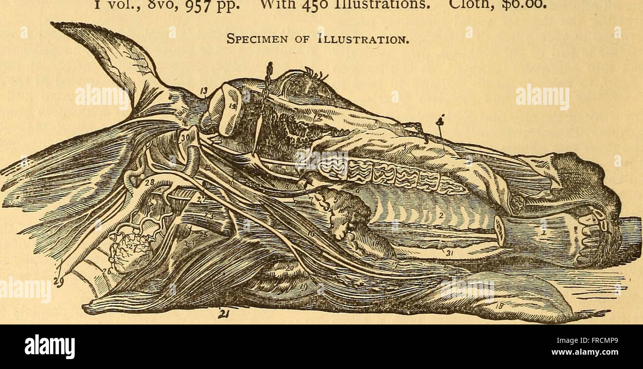 Syphilis Decomposition Outlines of the pathology and treatment of syphilis and allied venereal ...