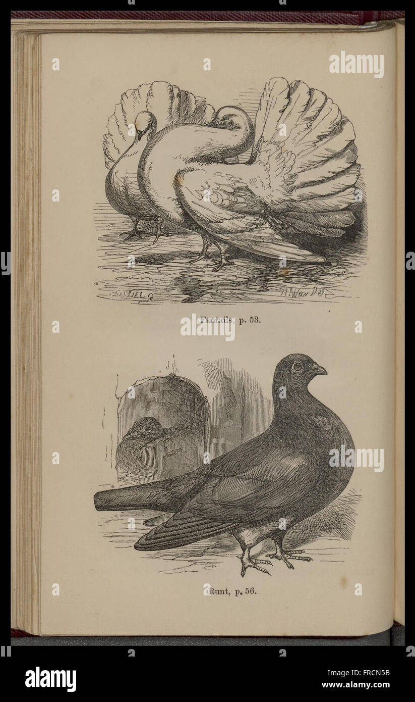 Pigeons and rabbits in their wild, domestic and captive states (Plate 2