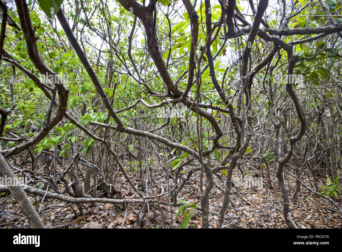 Diverse Vegetation High Resolution Stock Photography and Images - Alamy