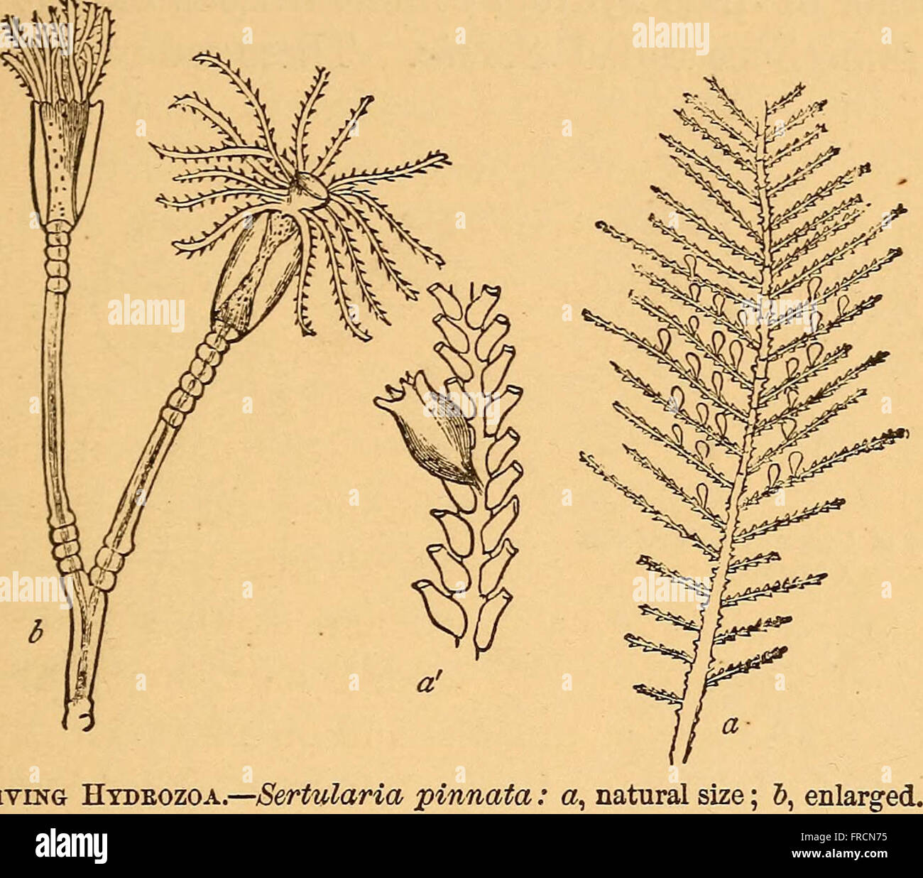 Sunetta Scripta Published in 1879, this guide explores marine life and coastal ...