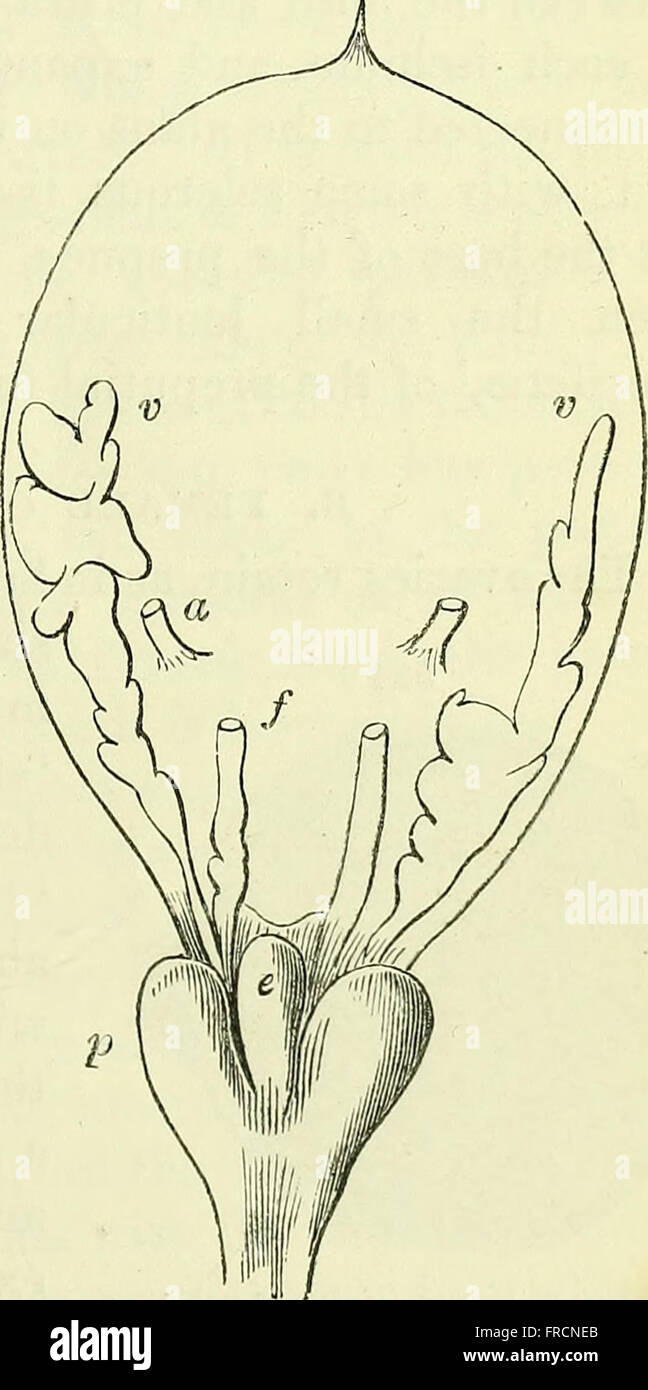 A 1866 electronic resource focusing on the anatomy of vertebrates ...