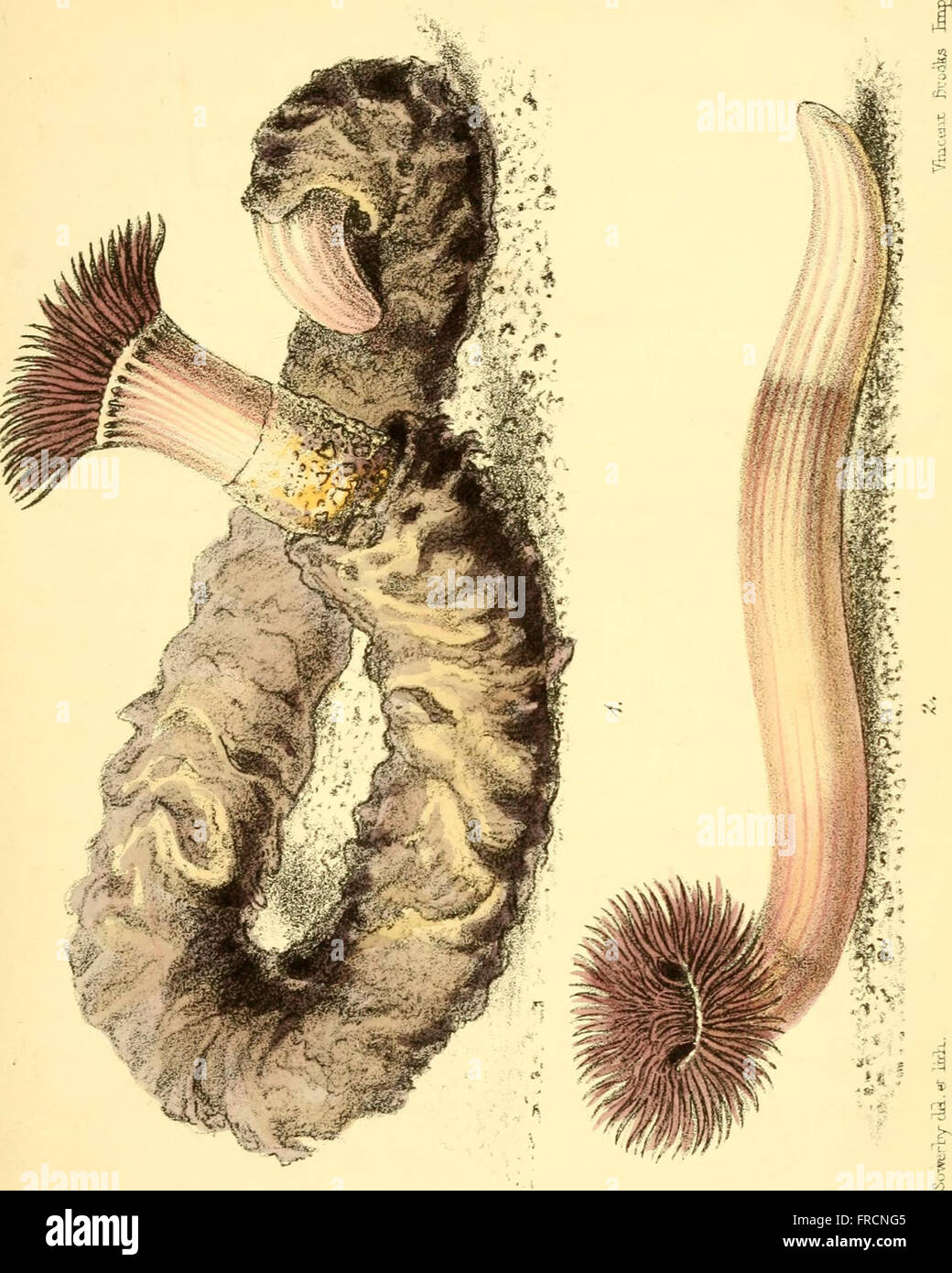 Popular history of the aquarium of marine and freshwater animals and