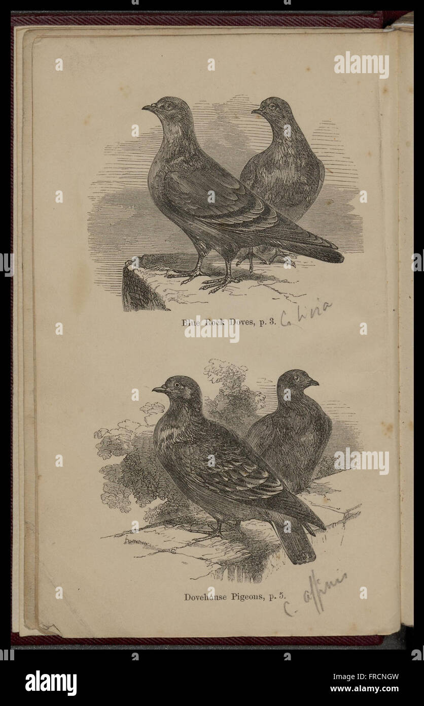 Pigeons and rabbits in their wild, domestic and captive states (Plate 1