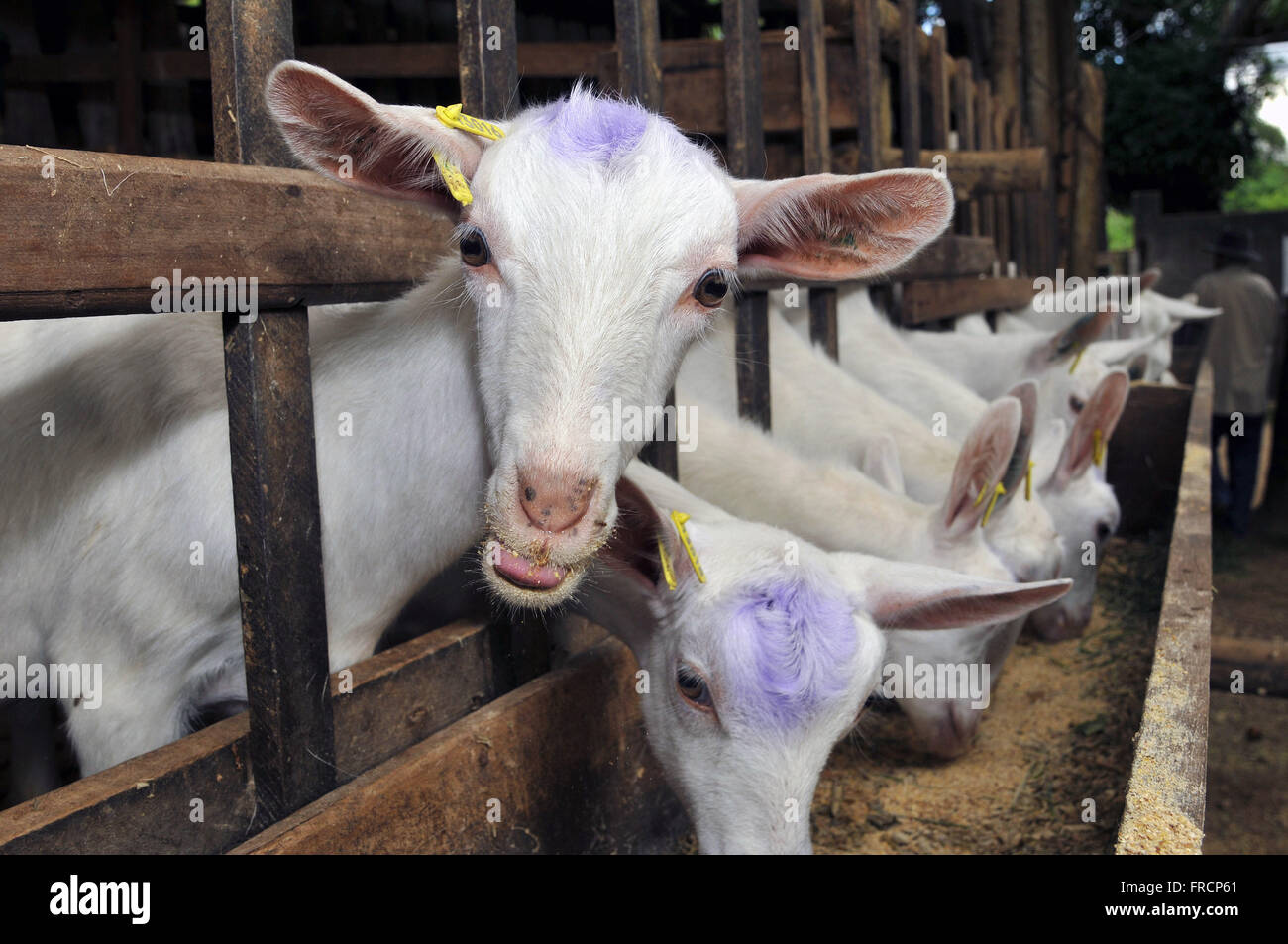 Goat eating grass not field hires stock photography and images Alamy