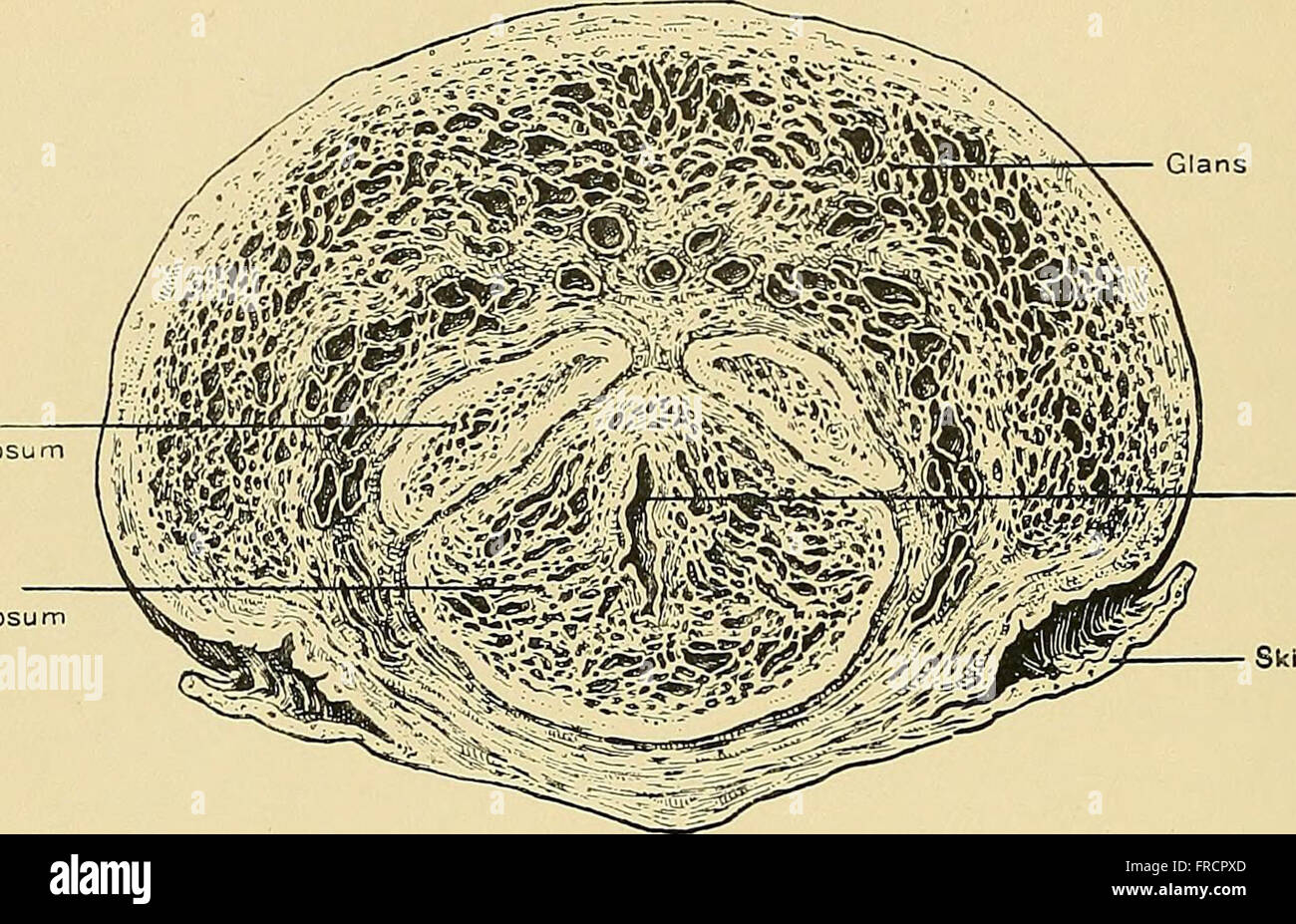 This 1901 treatise on surgical anatomy explores human anatomy with a ...
