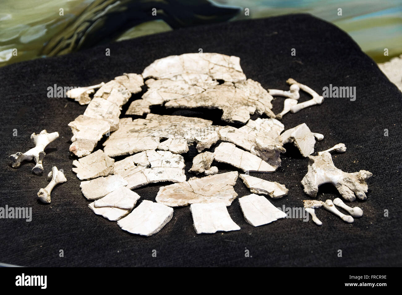 Fossil turtle named Cambaremys langertoni which means Turtle Cambara Stock Photo