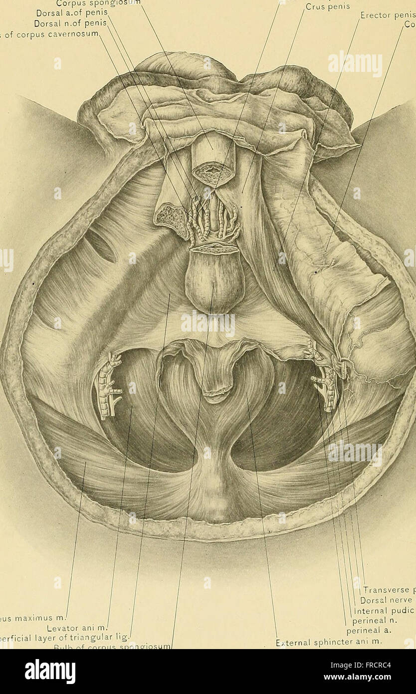 A 1901 medical treatise on surgical anatomy, detailing human anatomy ...