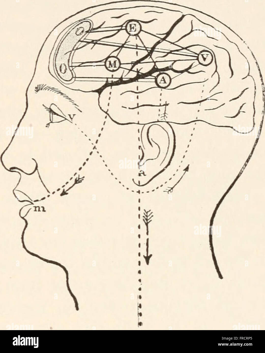 The animans and man; an elementary textbook of zoology and human physiology (1911 Stock Photo