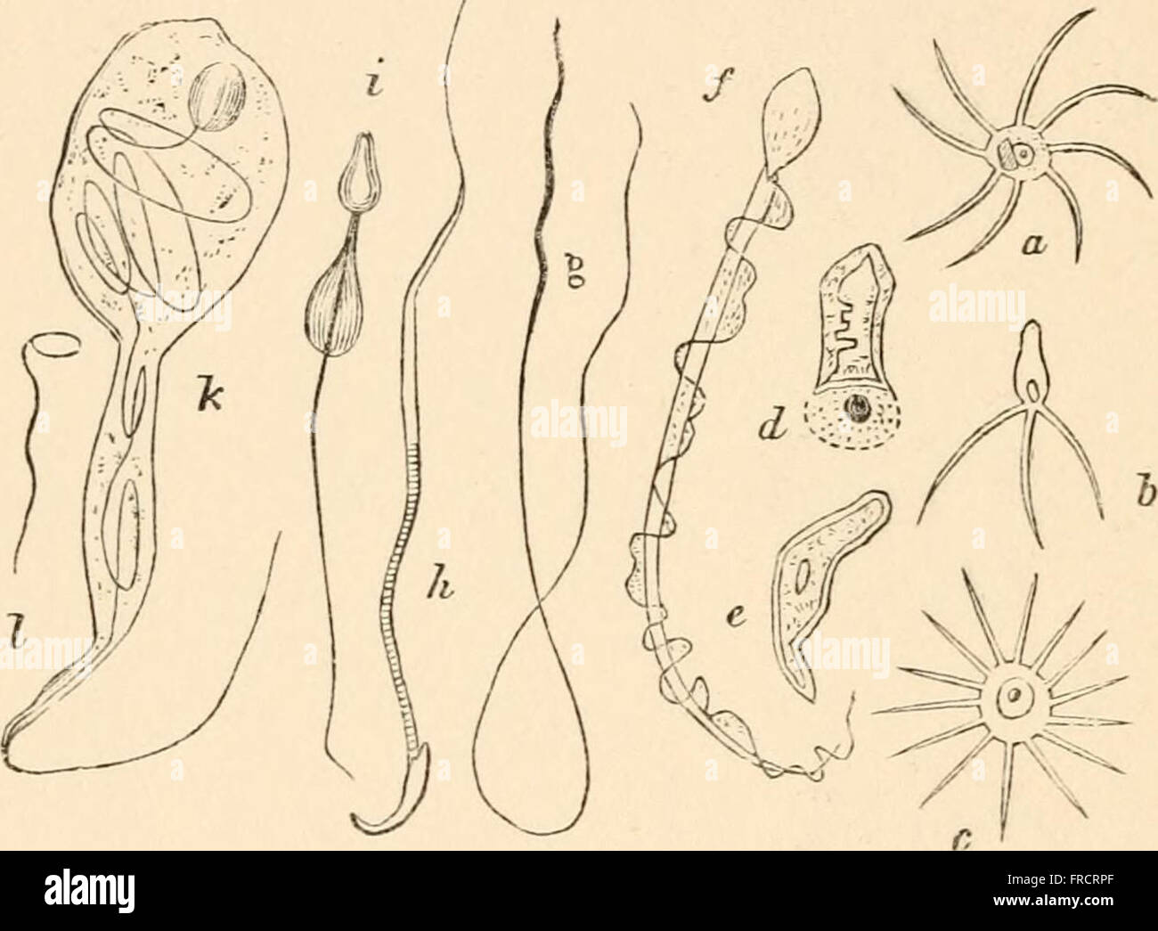 The first principles of heredity; with 75 illustrations and diagrms ...