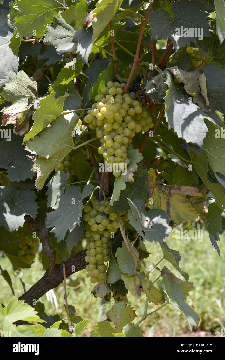 Bunches of grapes of the variety Moscato Lorena for the production of juice and wine Stock Photo