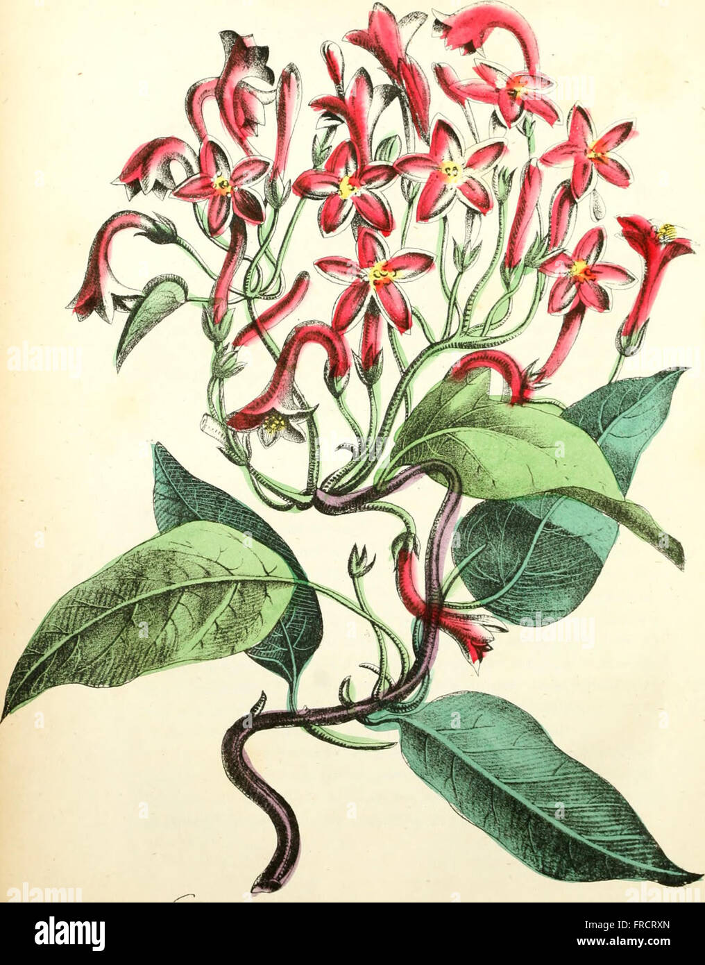 The American flora or history of plants and wild flowers containing