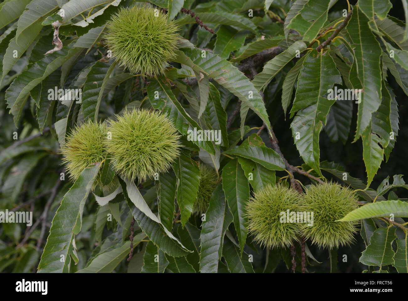 Chestnut-Portuguese in the countryside Stock Photo