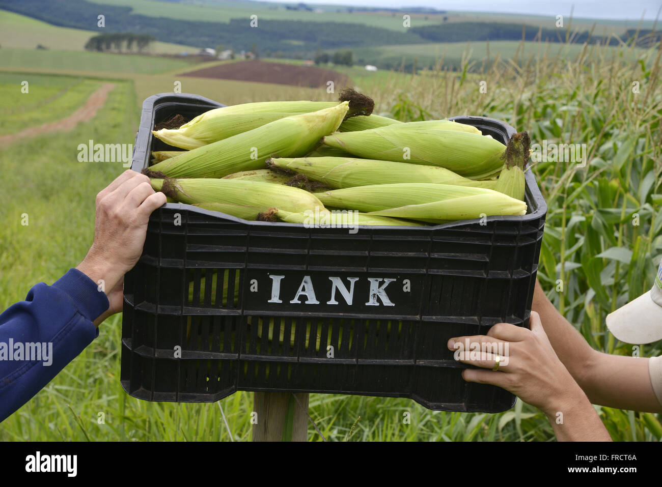 Corn cobs in crate in the countryside Stock Photo